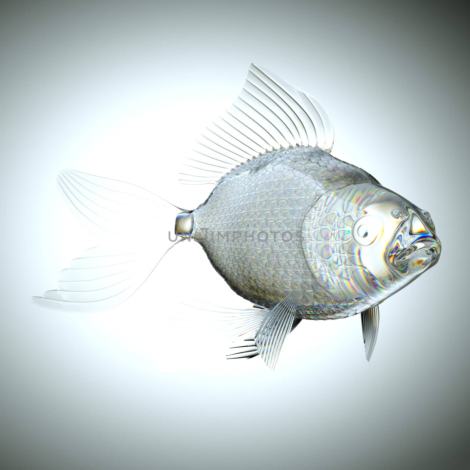 Glassy semitransparent fish with scales and fins. Large resolution
