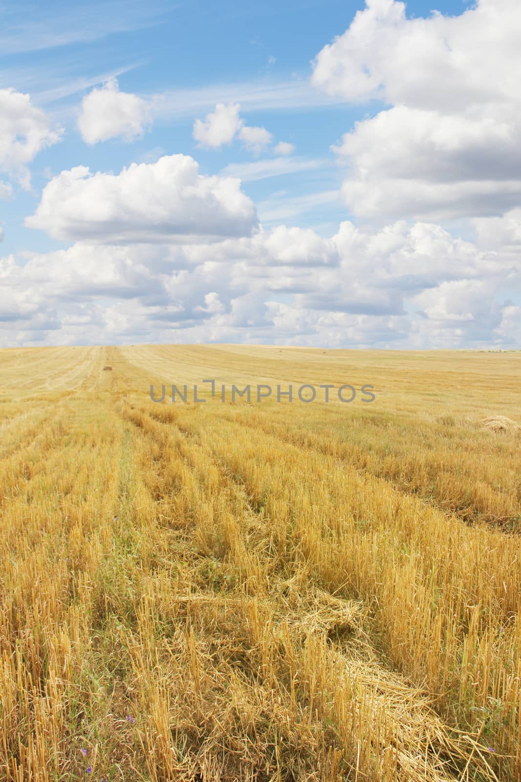 Wheat field after harvesting by destillat