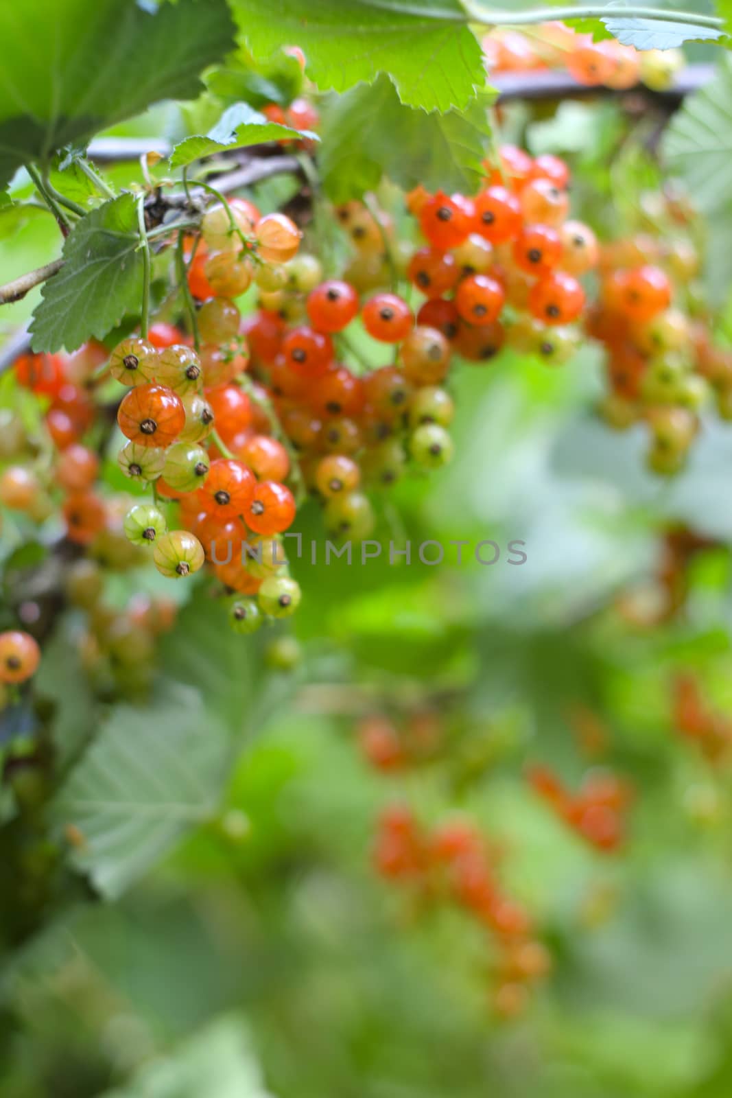 Red Currant  by destillat