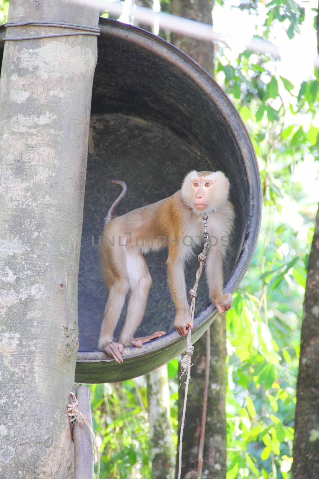 Monkey on tree in tropical forest close up