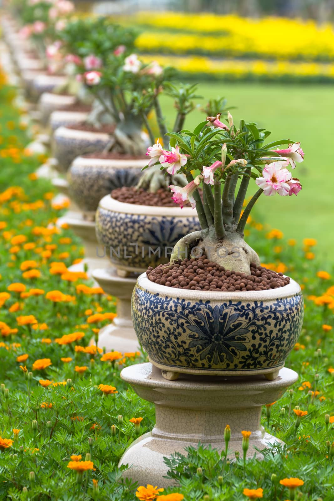 Desert rose or Ping Bignonia in pots ceramic