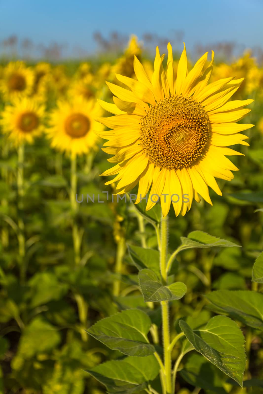 Portrait beautiful yellow sunflower field  by lavoview