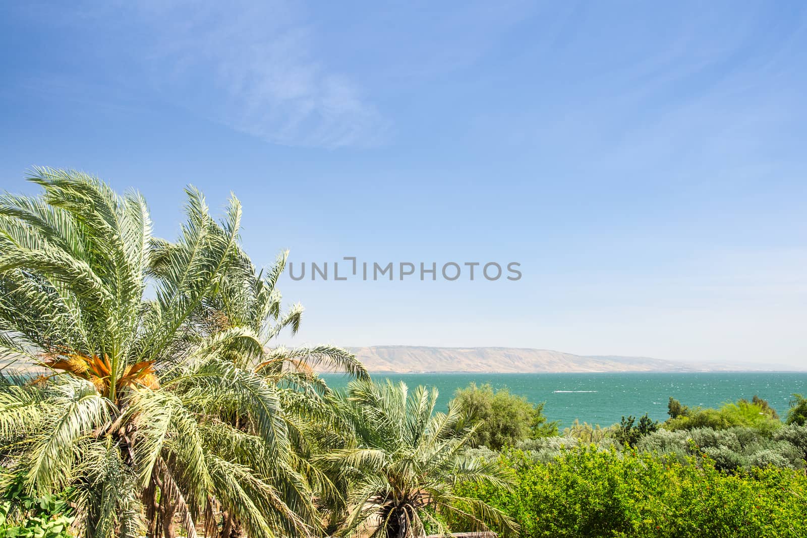 Date palms on the shore of Lake Kinneret or Galilee sea with clear blue sky