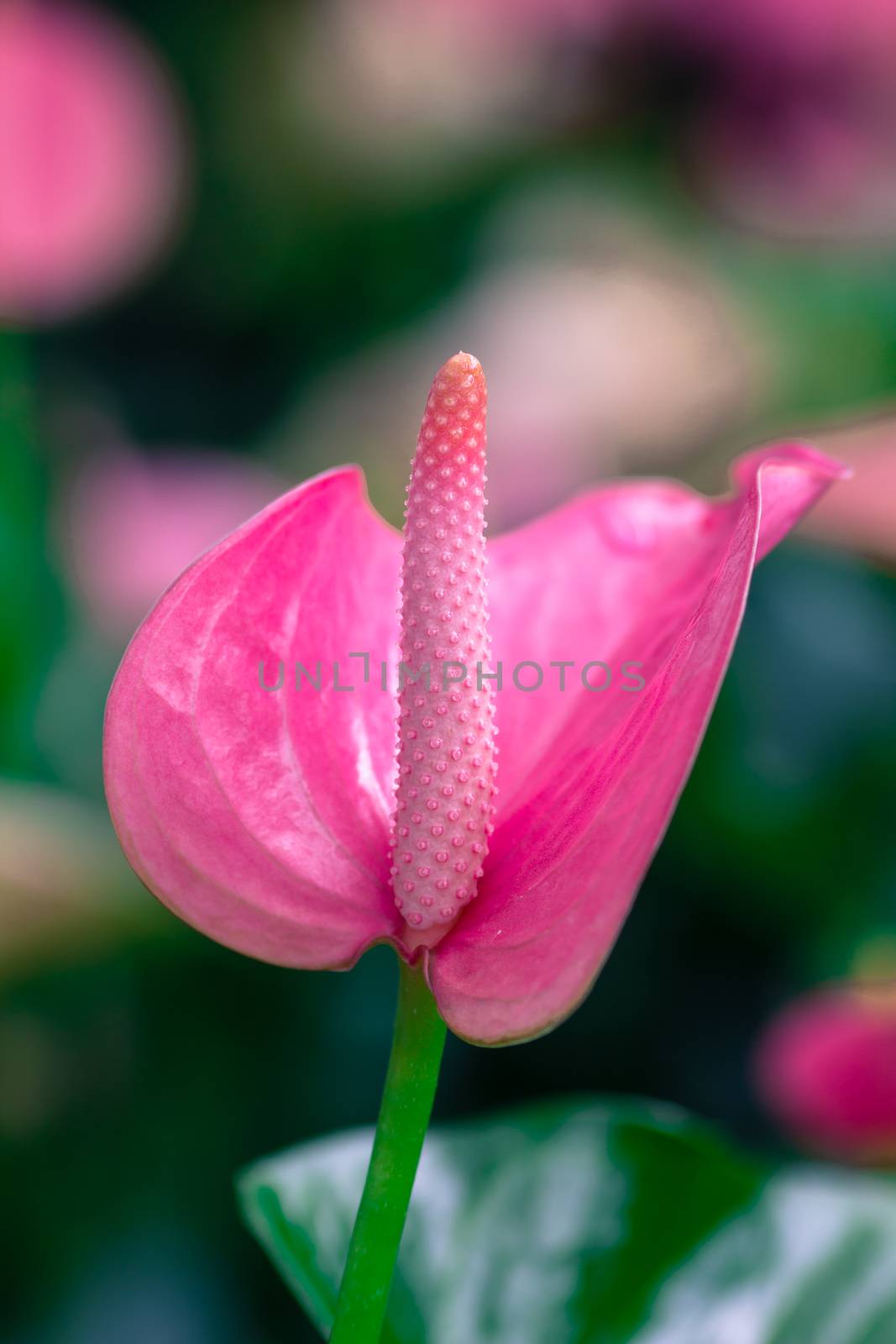 Closeup on spadix flower in rainforest.
