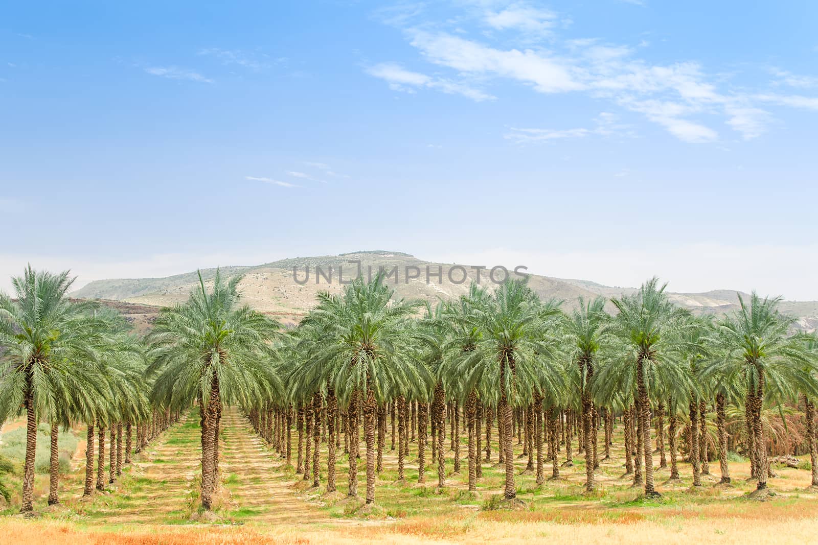 Date palm orchard plantation with high trees rows: oasis in Middle East desert against mountains and clear blue sky