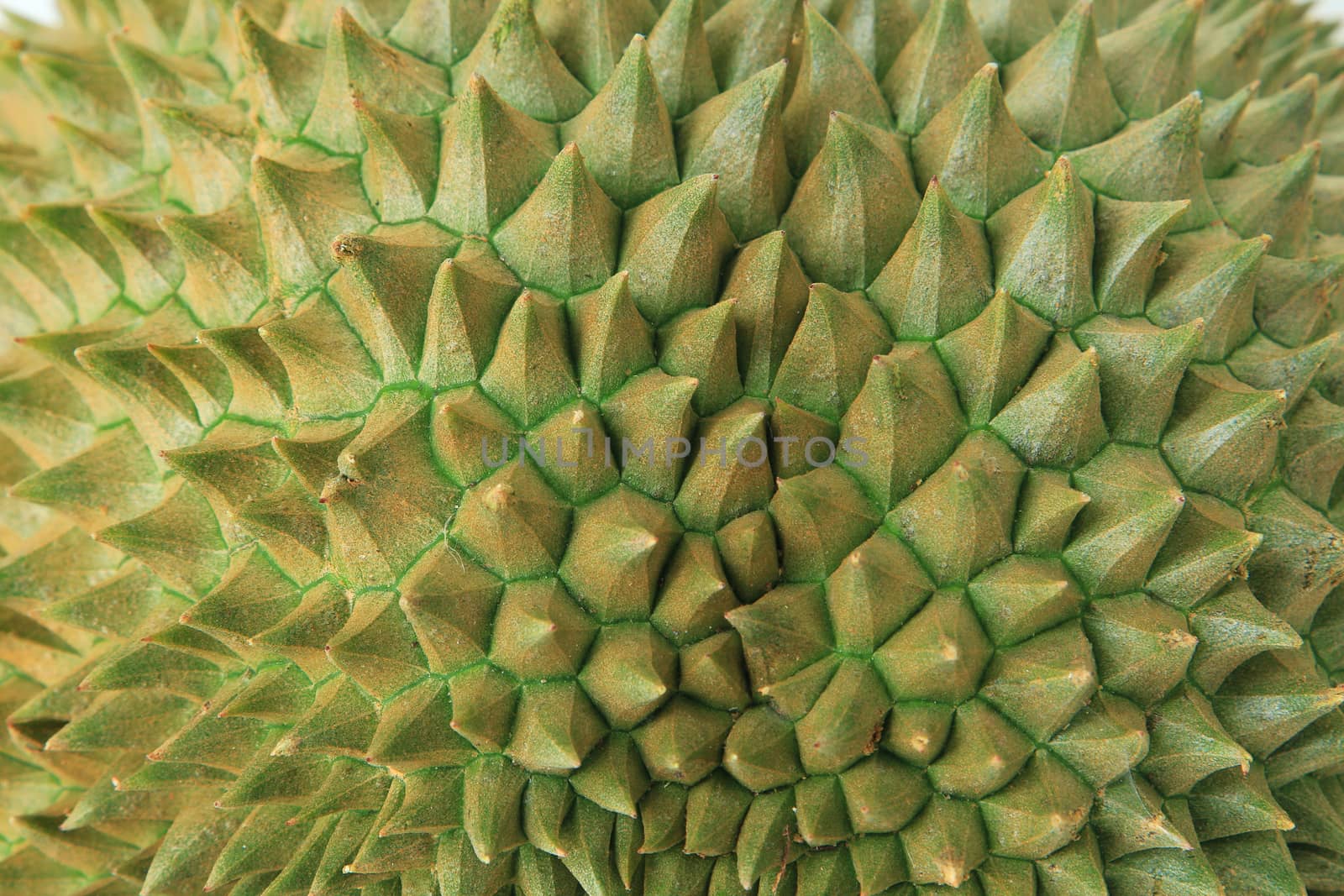 Thorns of durian fruit