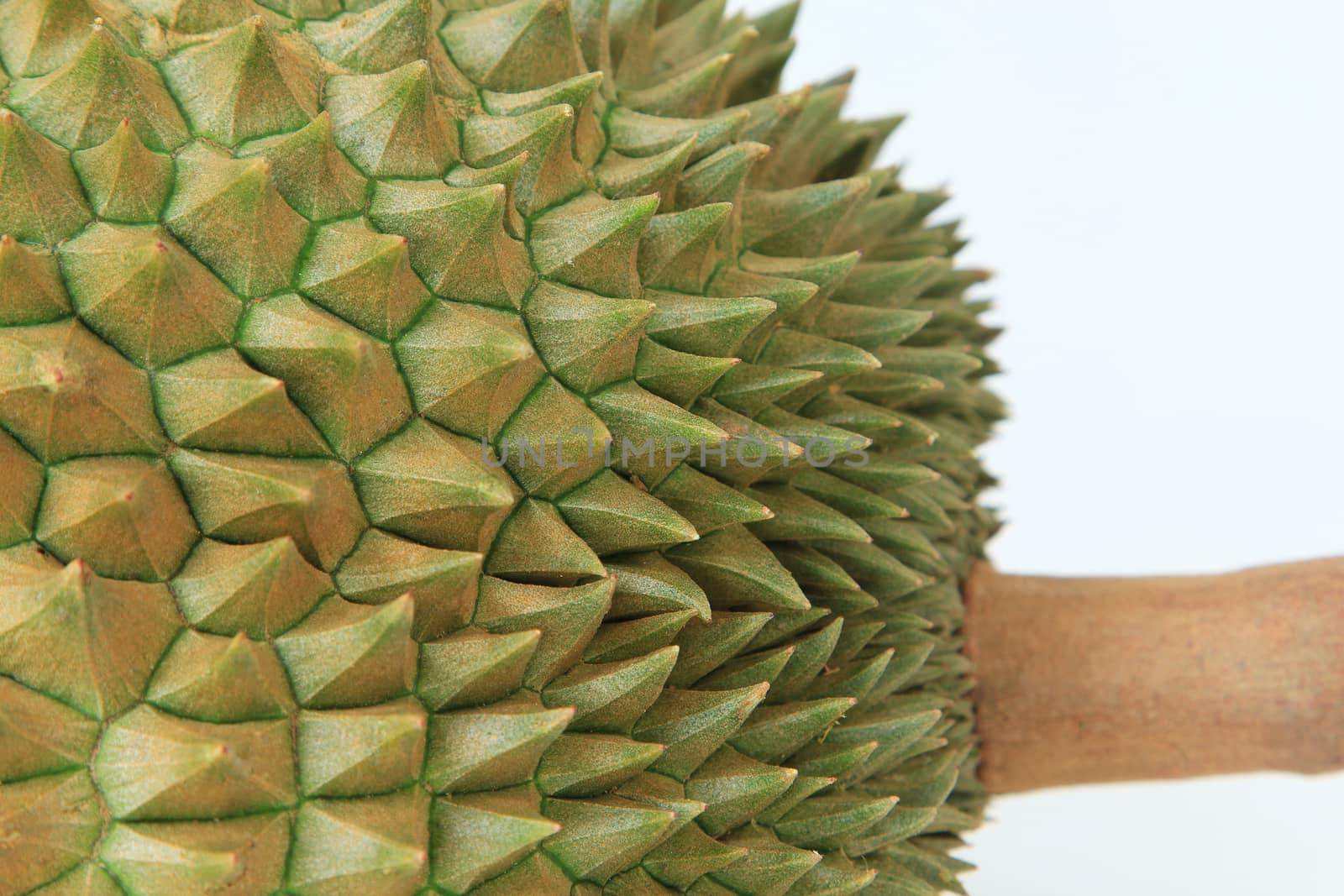Thorns of durian fruit
