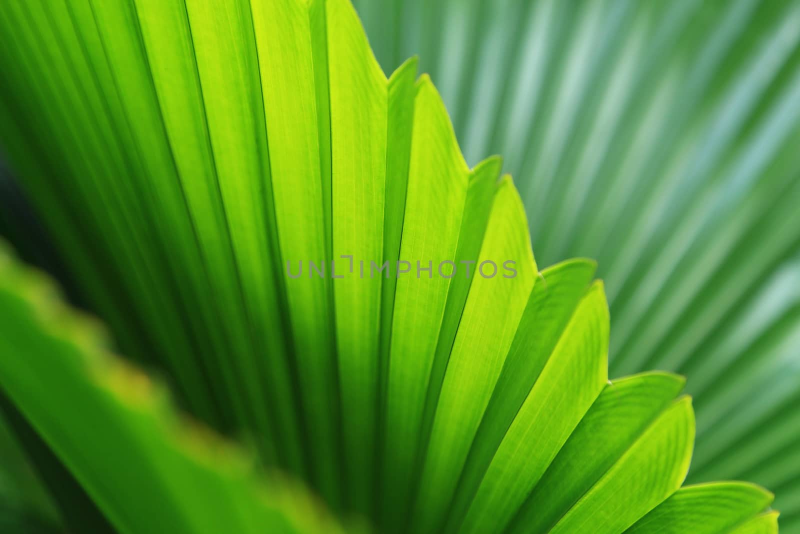 Palm trees leaves by foto76