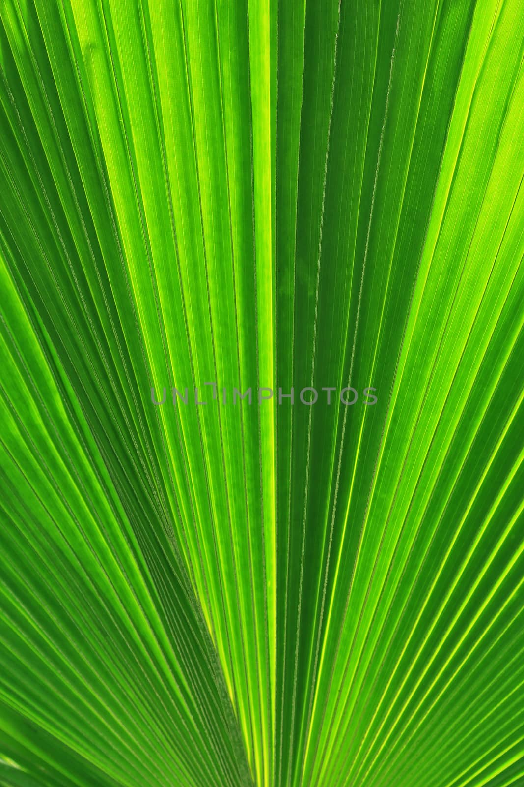 Palm trees leaves