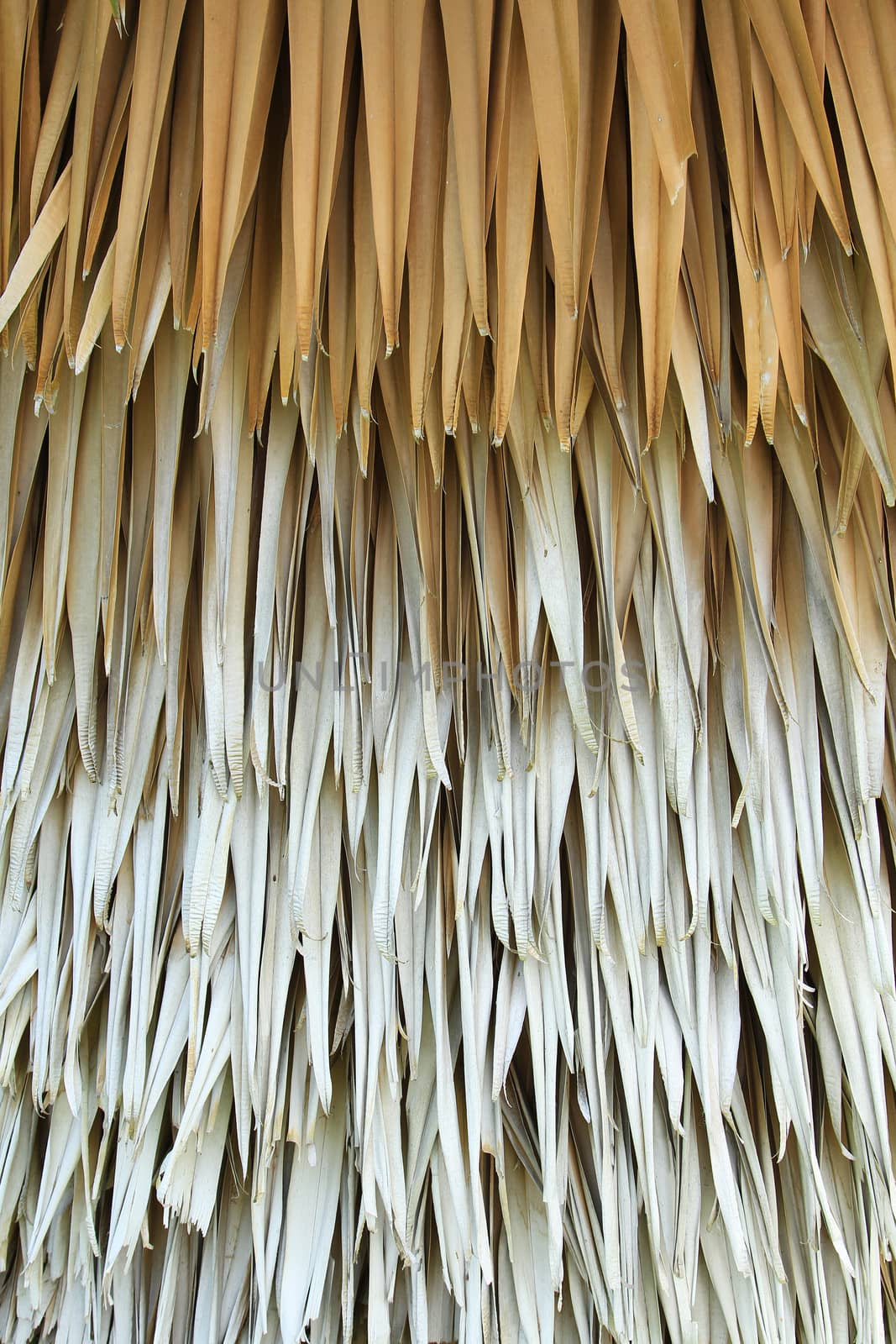 Dried palm background