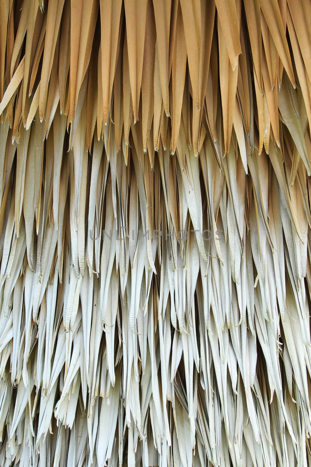 Dried palm background by foto76