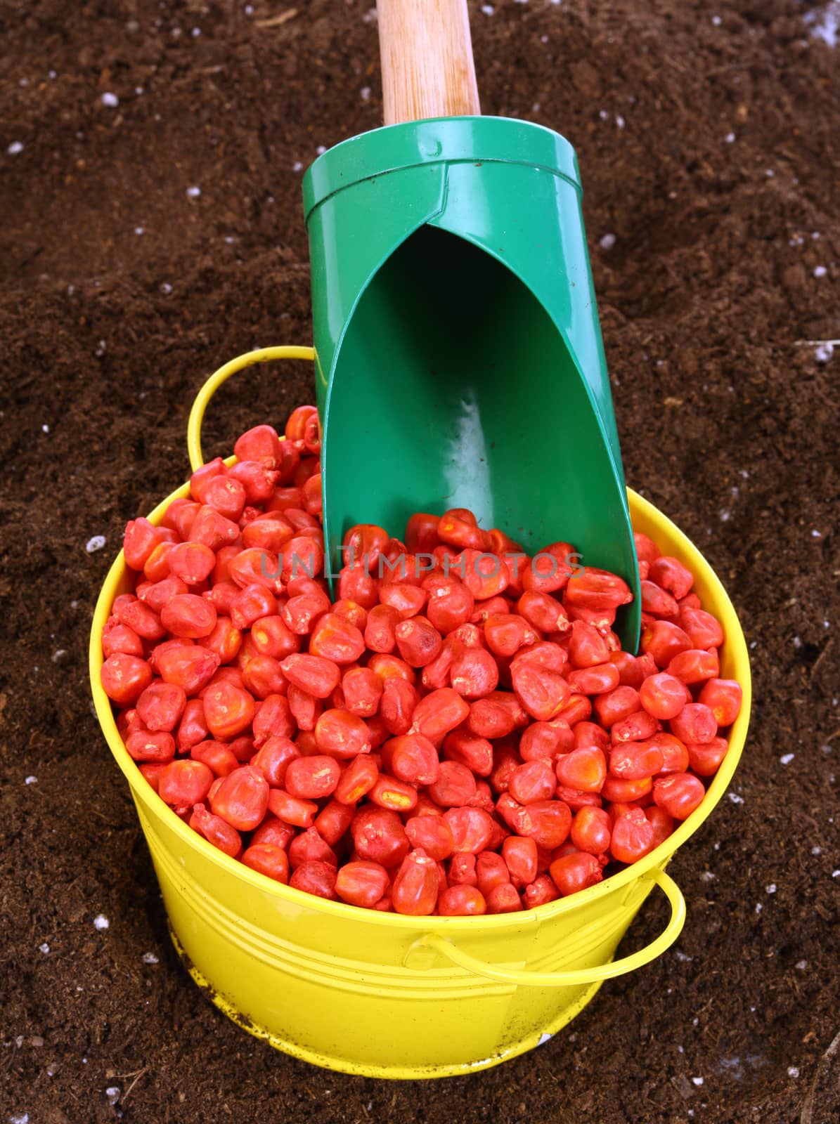 corn sowing seed by alexkosev