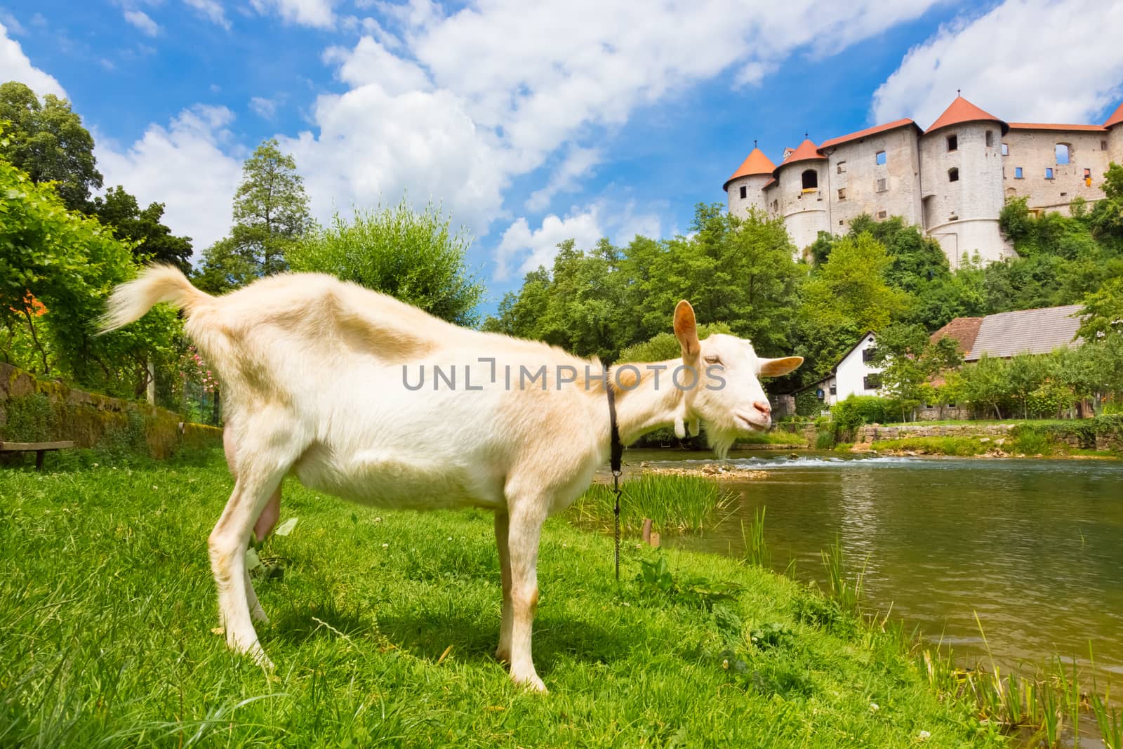 Domestic goat in front of Zuzemberk castle, tourist destination in Slovenia. Zuzemberk is also a town in the Dinaric Alps of Slovenia located south east of the Slovenian capital of Ljubljana.