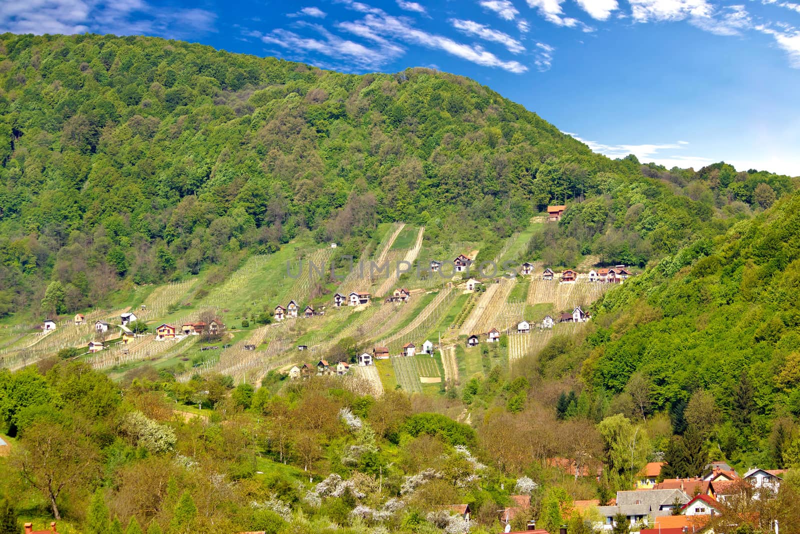 Pictoresque vineyard hill in Zagorje, green region of Croatia