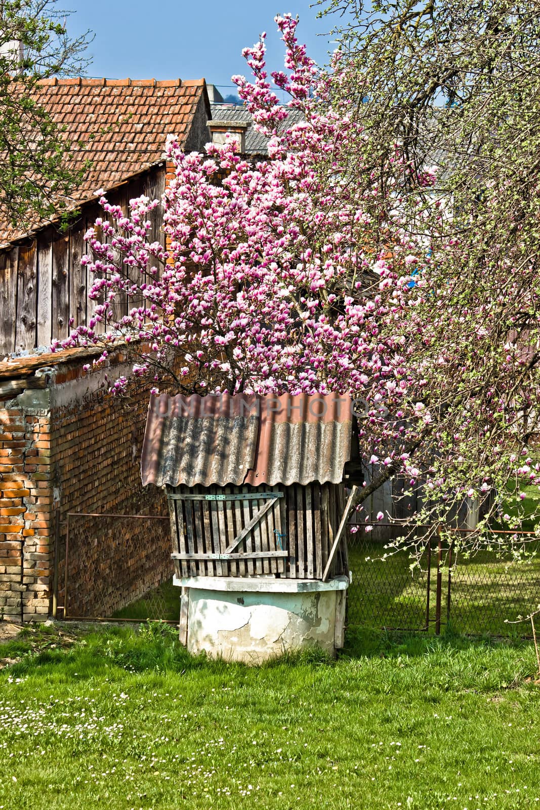Old water well under blossom magnolia tree, vertical view