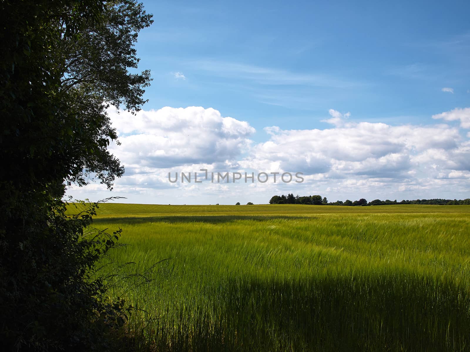 Green wheat field perfect agriculture food production nature image  