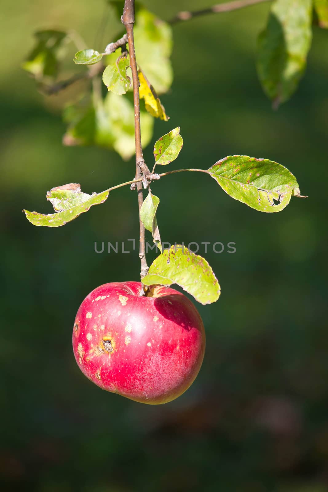 Single red apple on tree, vertical view
