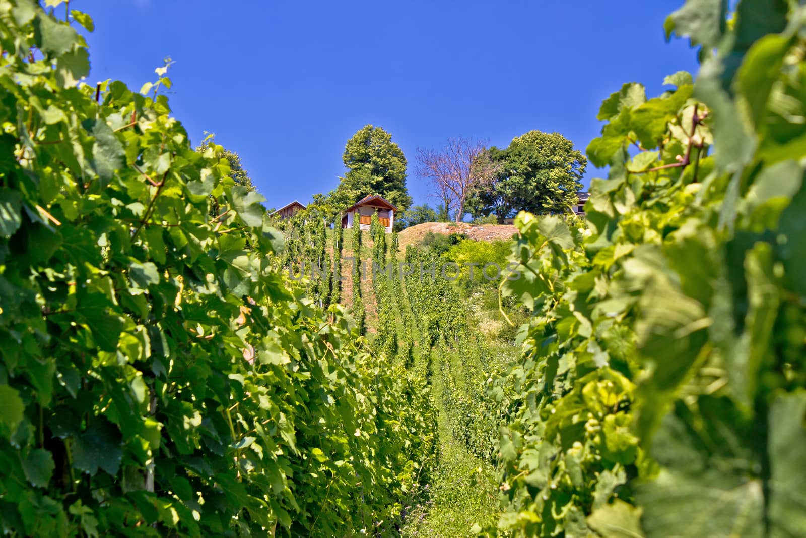 In the vineyard green hill, Prigorje region, Croatia