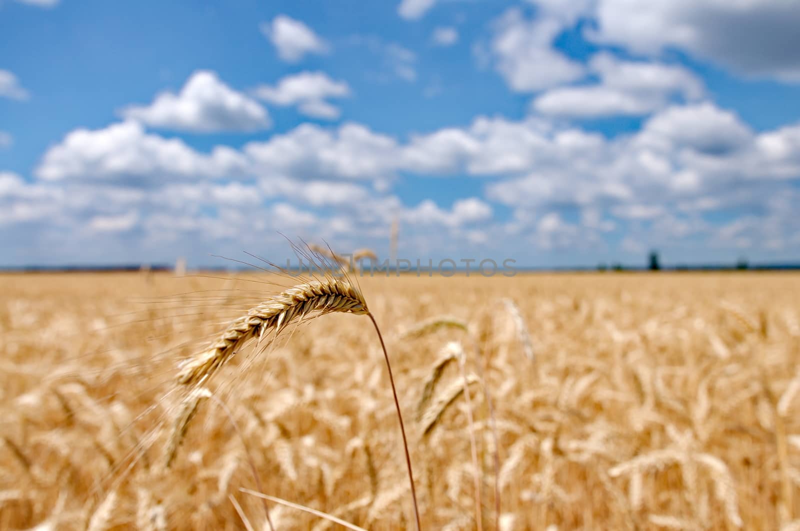 Wheat field with cloudy blue sky by anderm