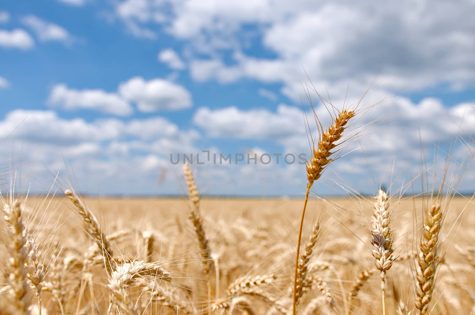 Wheat field with cloudy blue sky by anderm