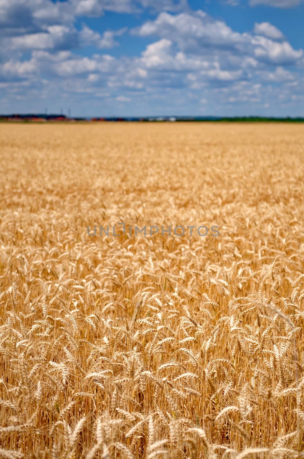 Wheat field with cloudy blue sky by anderm