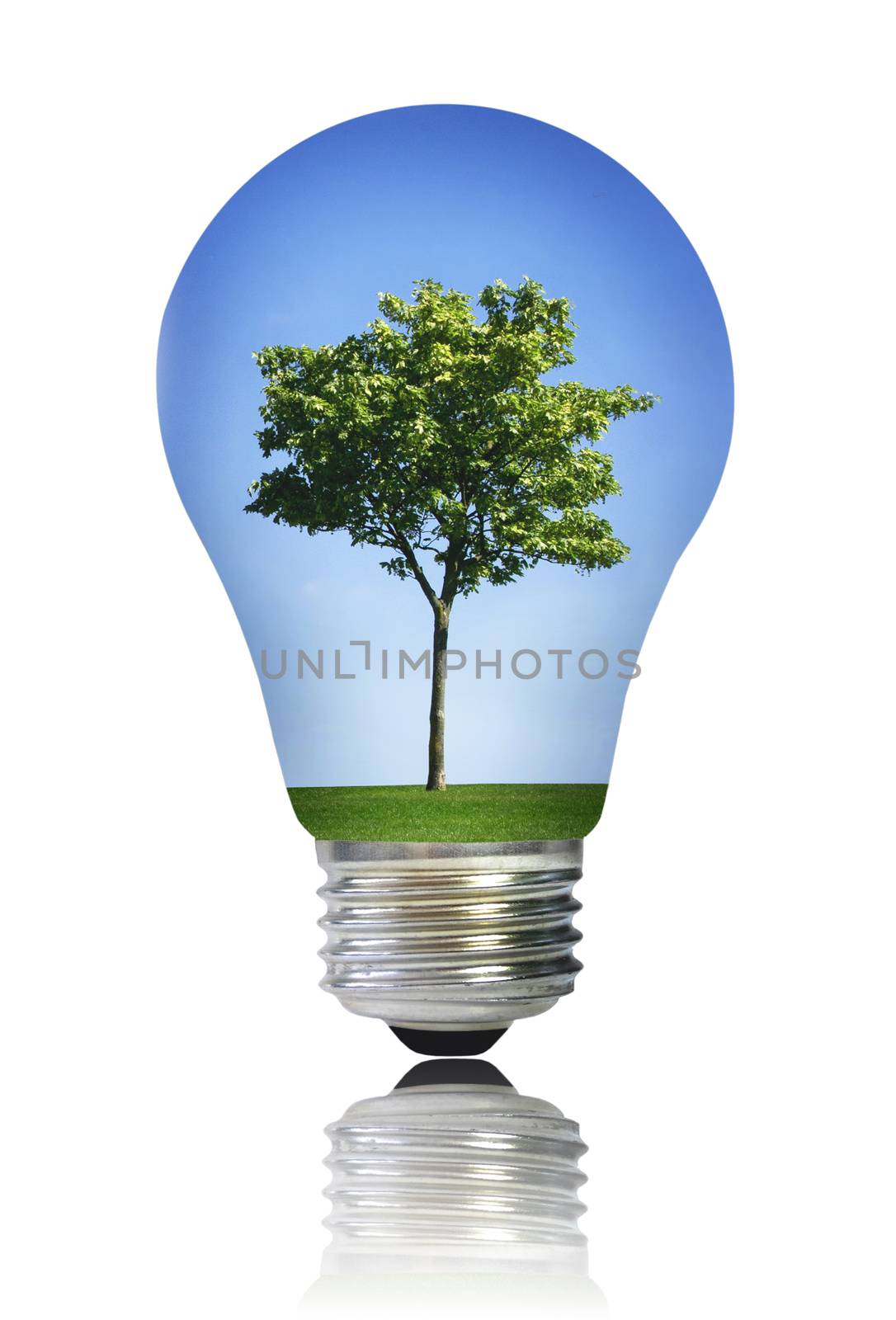 Tree with grass and blue skies inside a light bulb 
