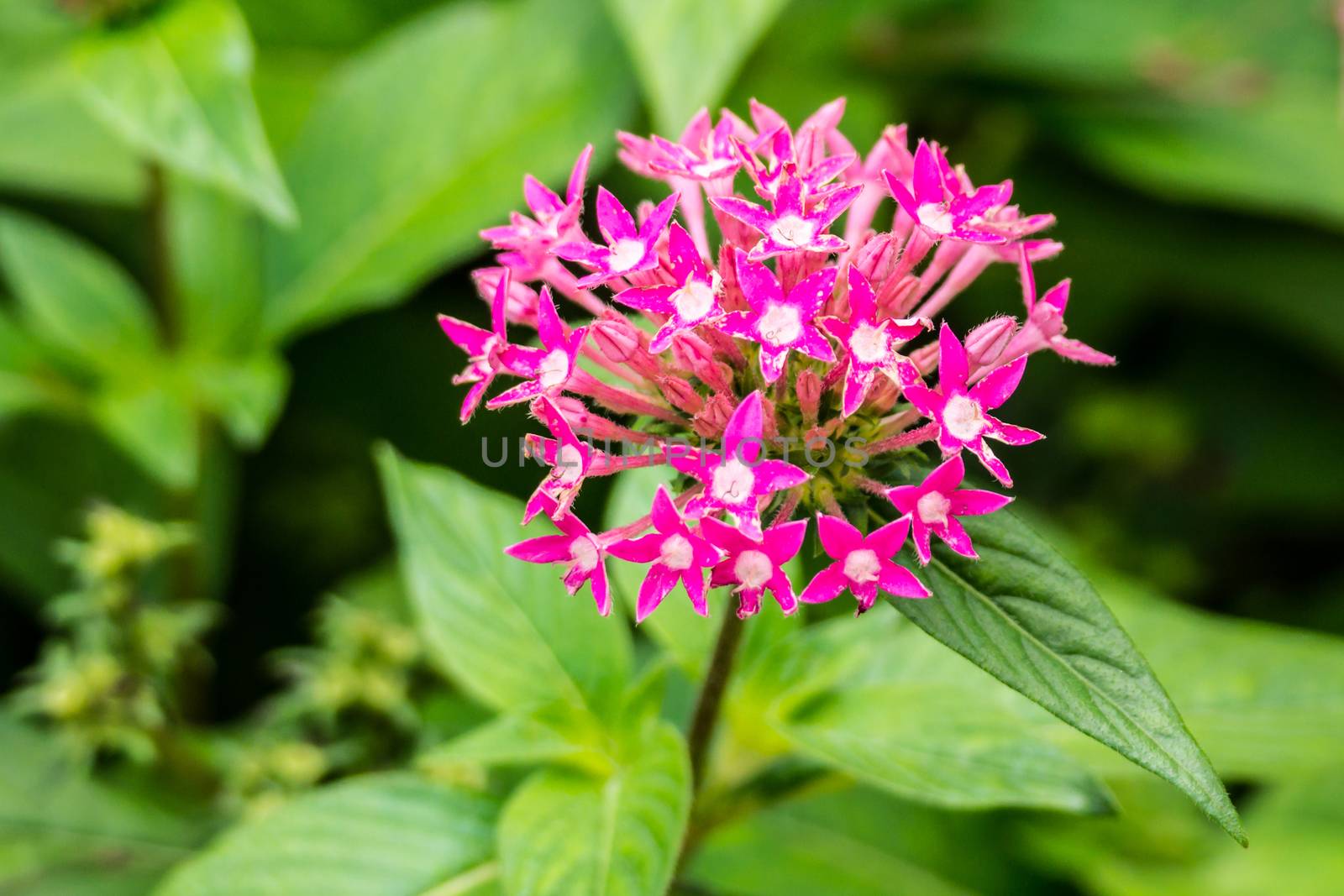 small pink flower in Doi Tung garden,Chiangrai,Thailand