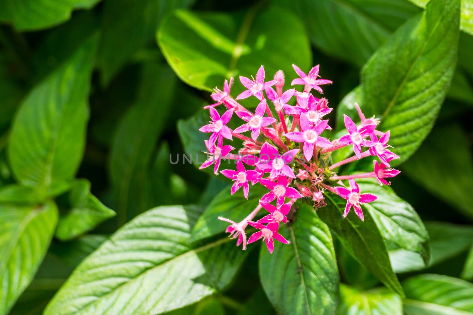 small pink flower in Doi Tung garden,Chiangrai,Thailand