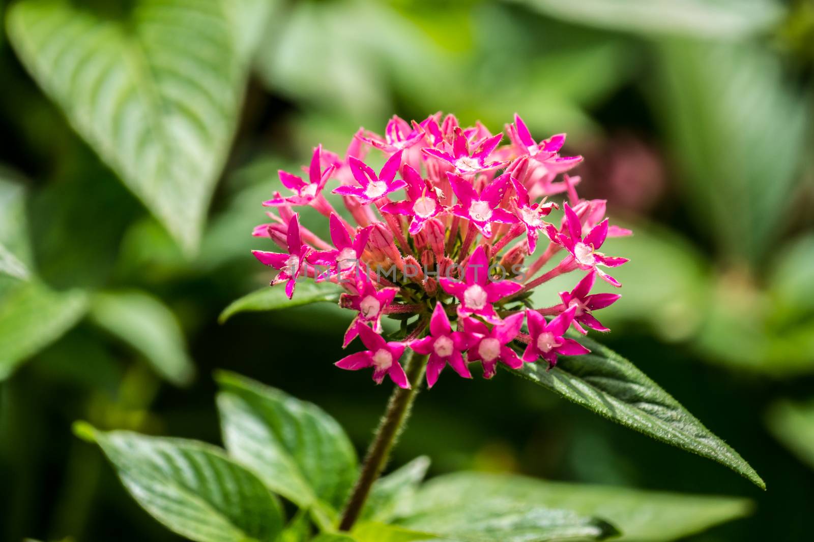 small pink flower in Doi Tung garden,Chiangrai,Thailand