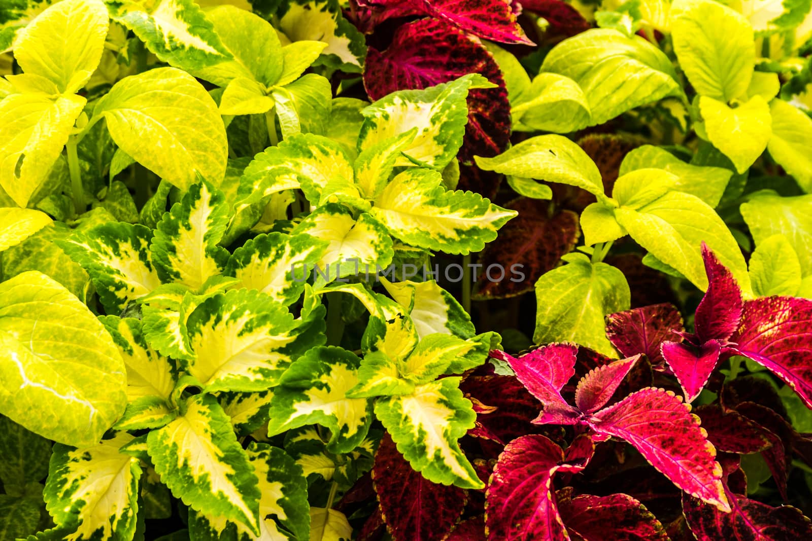 various type of flame nettle leaves,shallow focus