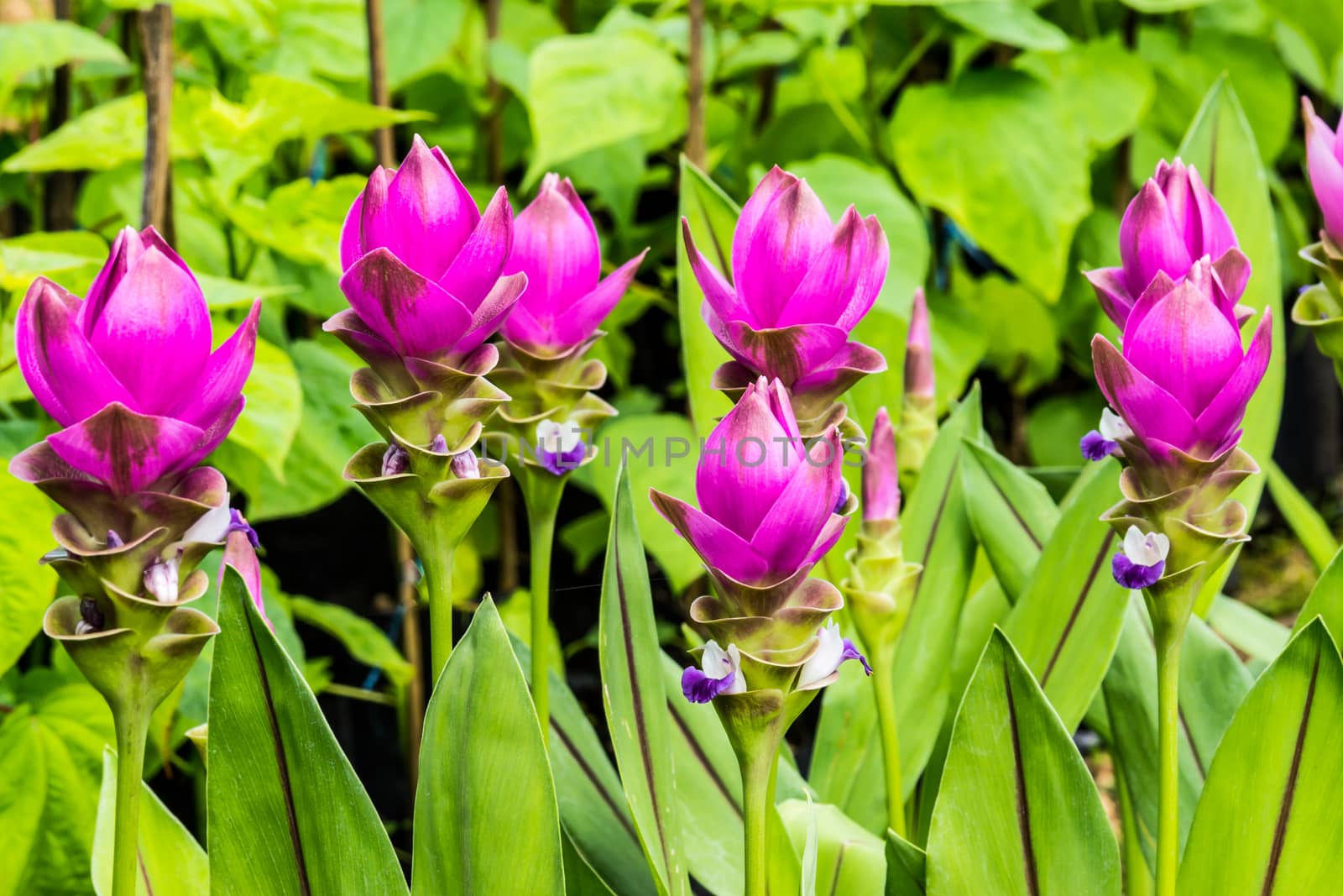 siam tulip or Patumma in tropical garden,Chiangrai,Thailand