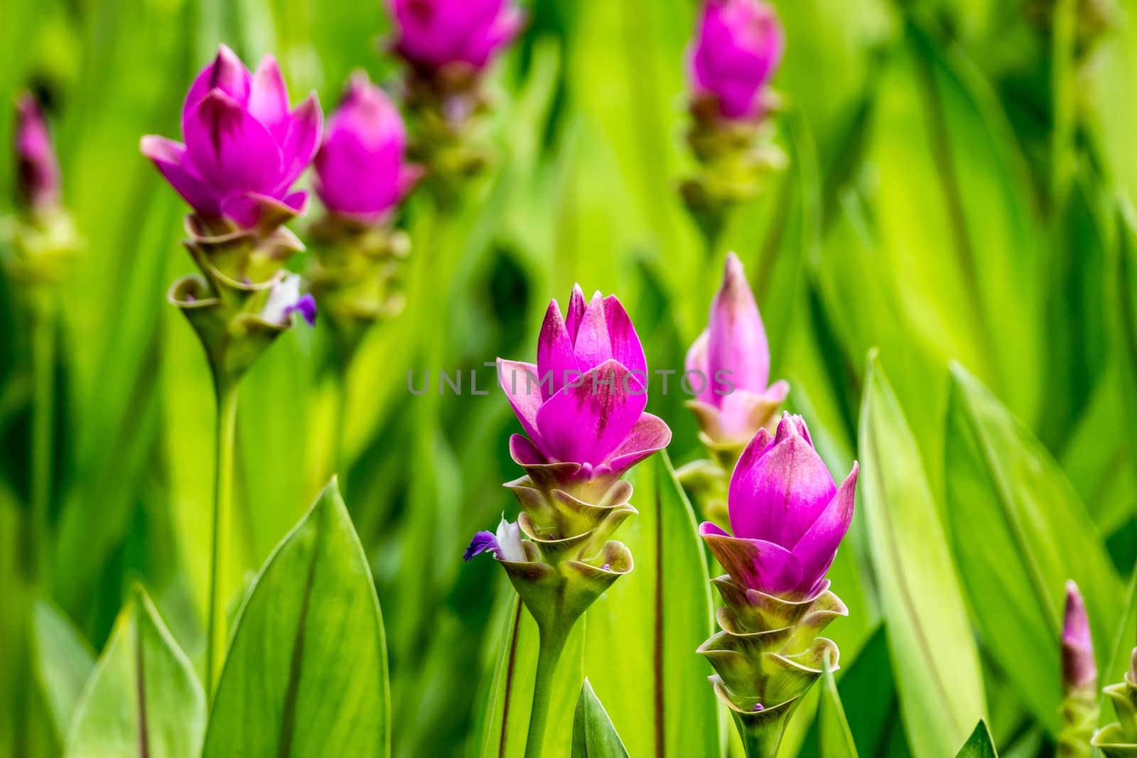 siam tulip or Patumma in tropical garden,Chiangrai,Thailand