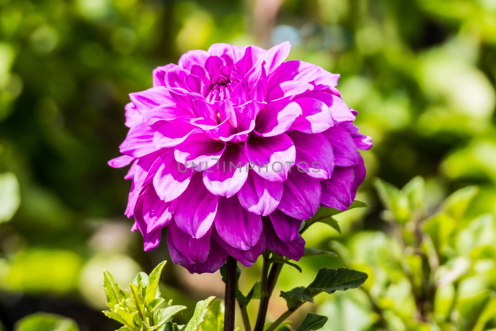 pink dahlia flower in tropical garden,Chiangrai,Thailand