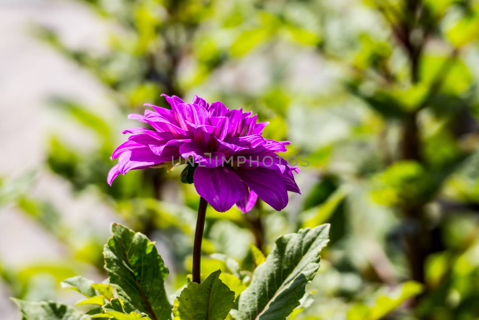 pink dahlia flower in tropical garden,Chiangrai,Thailand