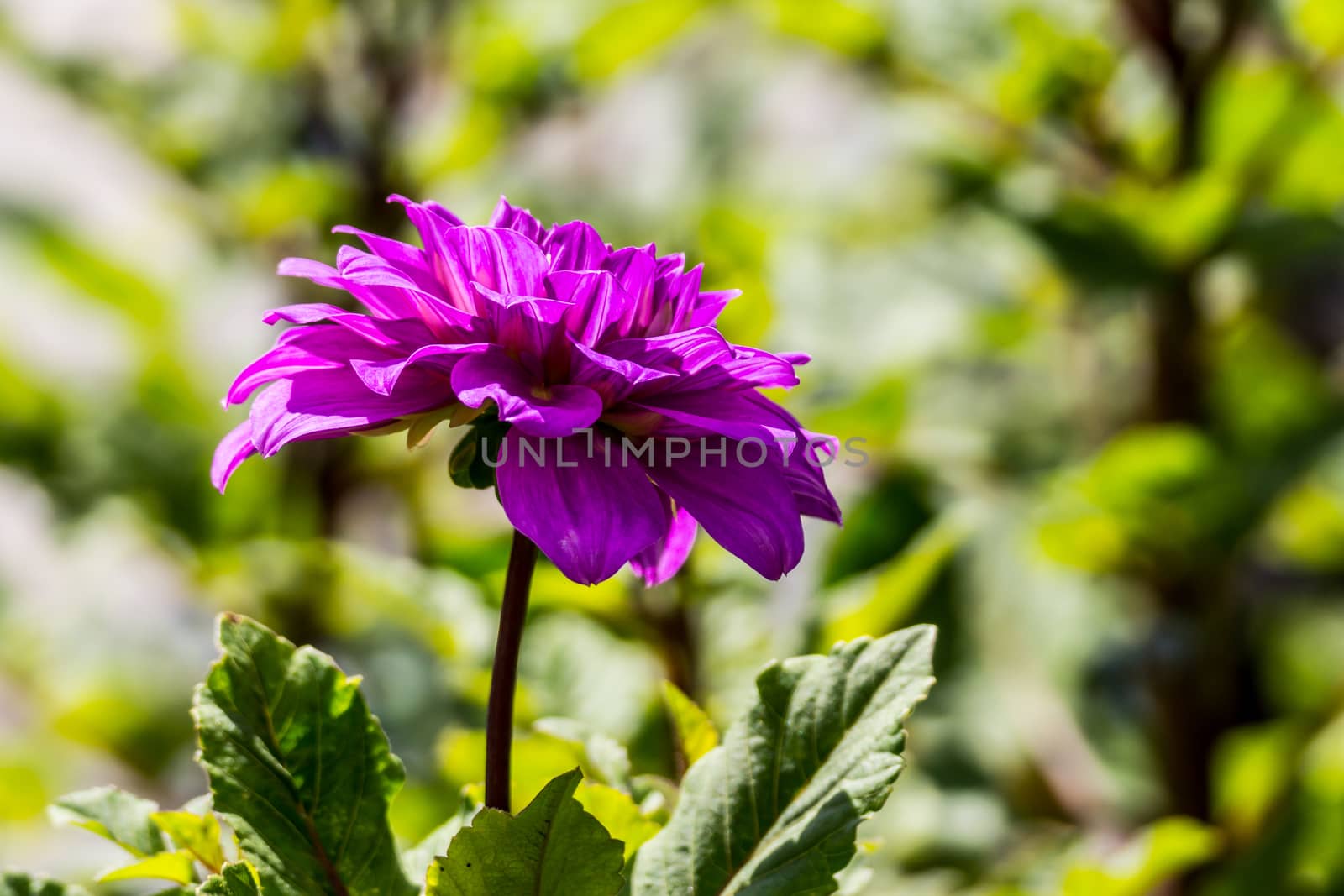 pink dahlia flower in tropical garden,Chiangrai,Thailand