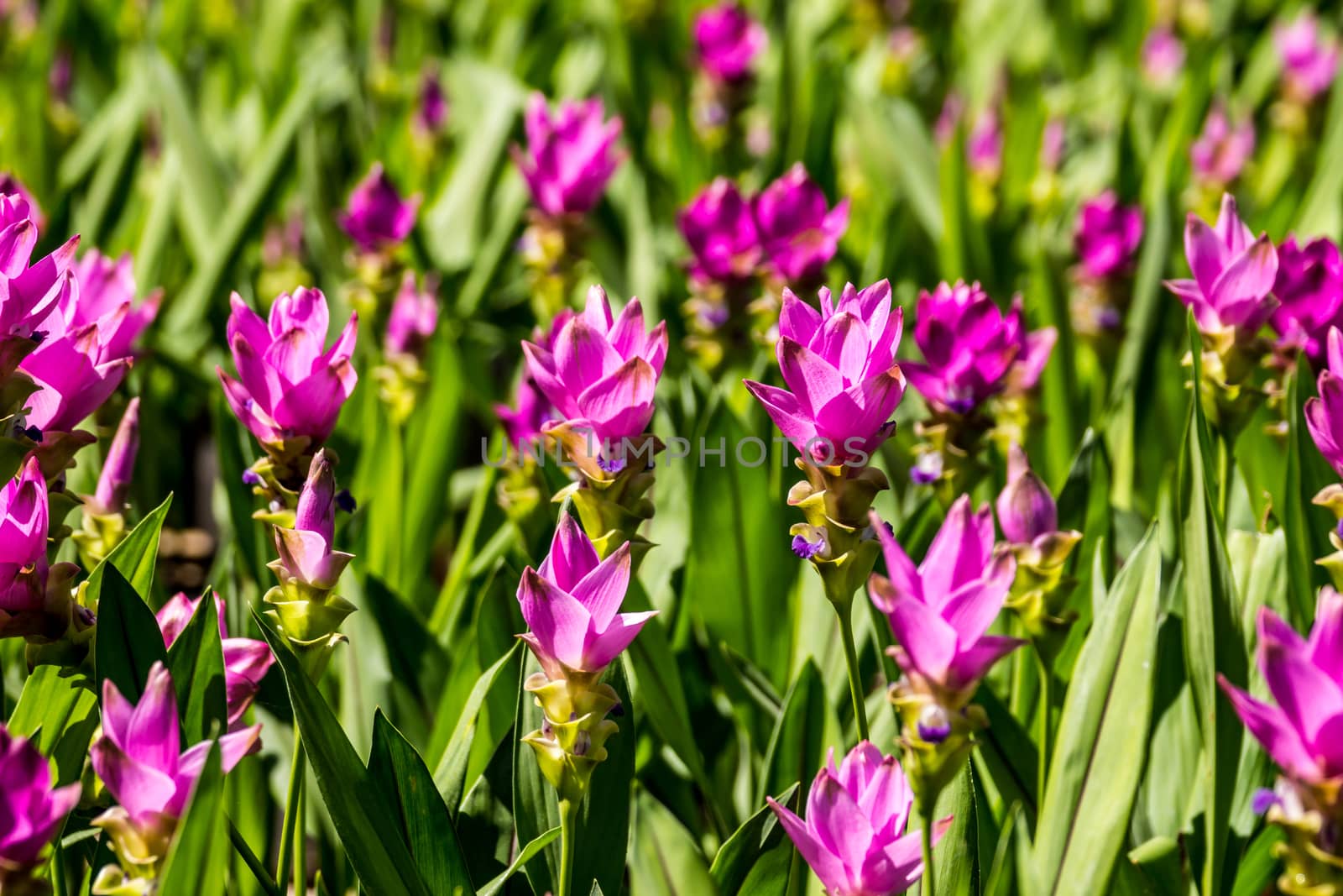 pink siam tulip by nattapatt