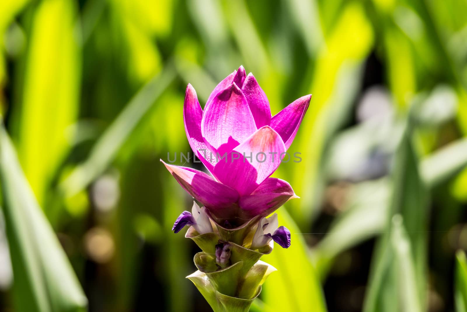 siam tulip or Patumma in tropical garden,Chiangrai,Thailand