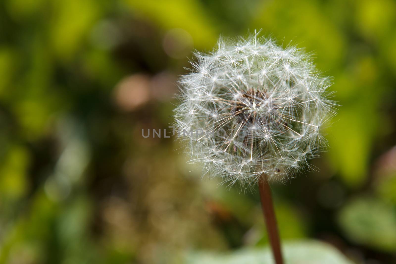 A old dandelion with seeds yet to be blown away