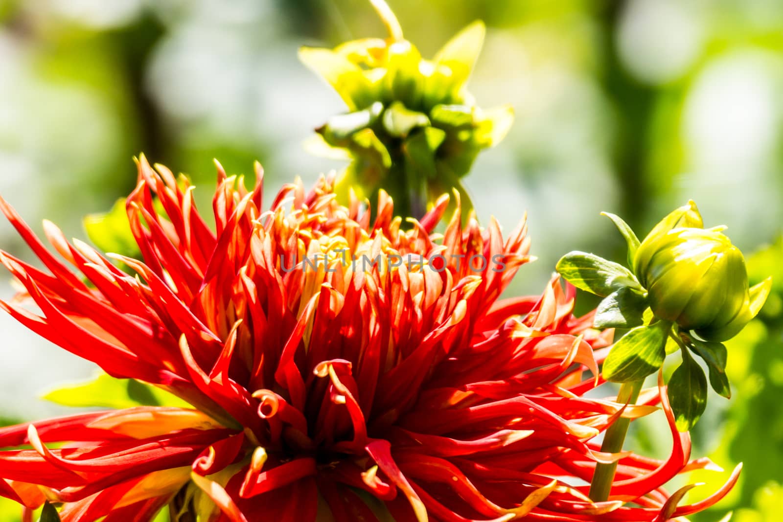 red dahlia flower in tropical garden,Chiangrai,Thailand