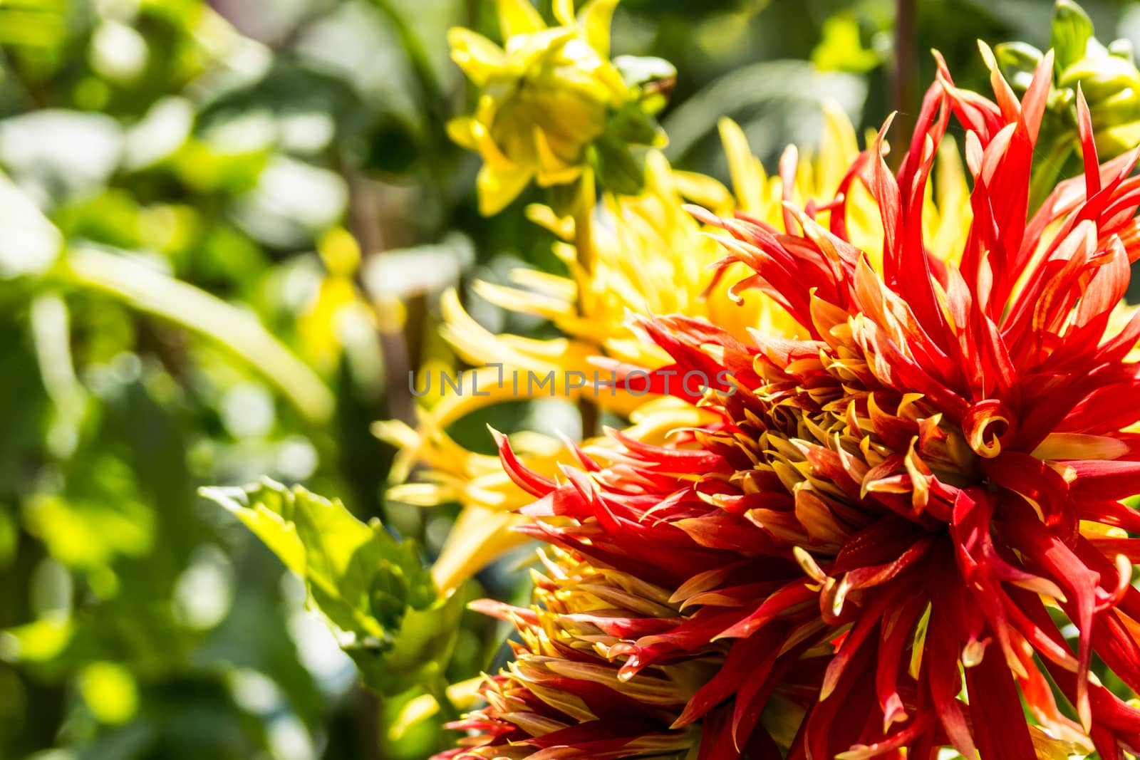 red dahlia flower in tropical garden,Chiangrai,Thailand