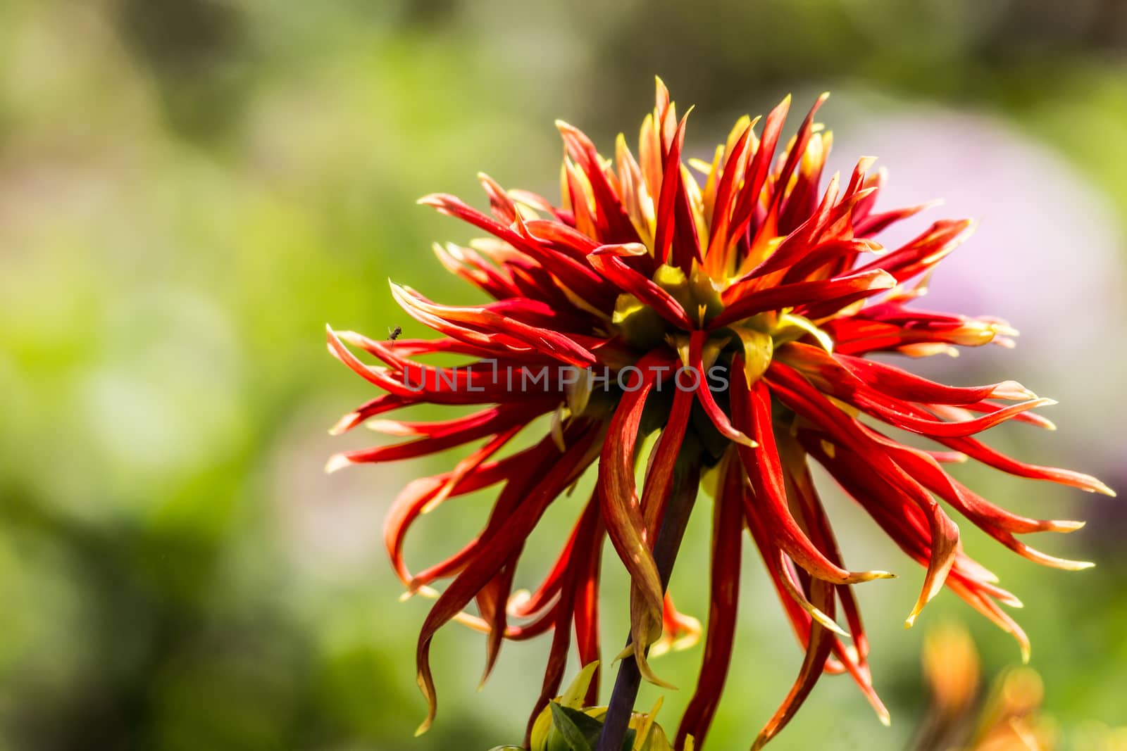 red dahlia flower in tropical garden,Chiangrai,Thailand