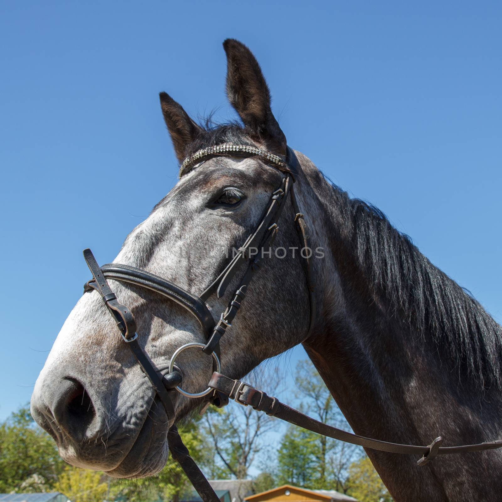 A gray tamed horse with dark eyes against blue sky