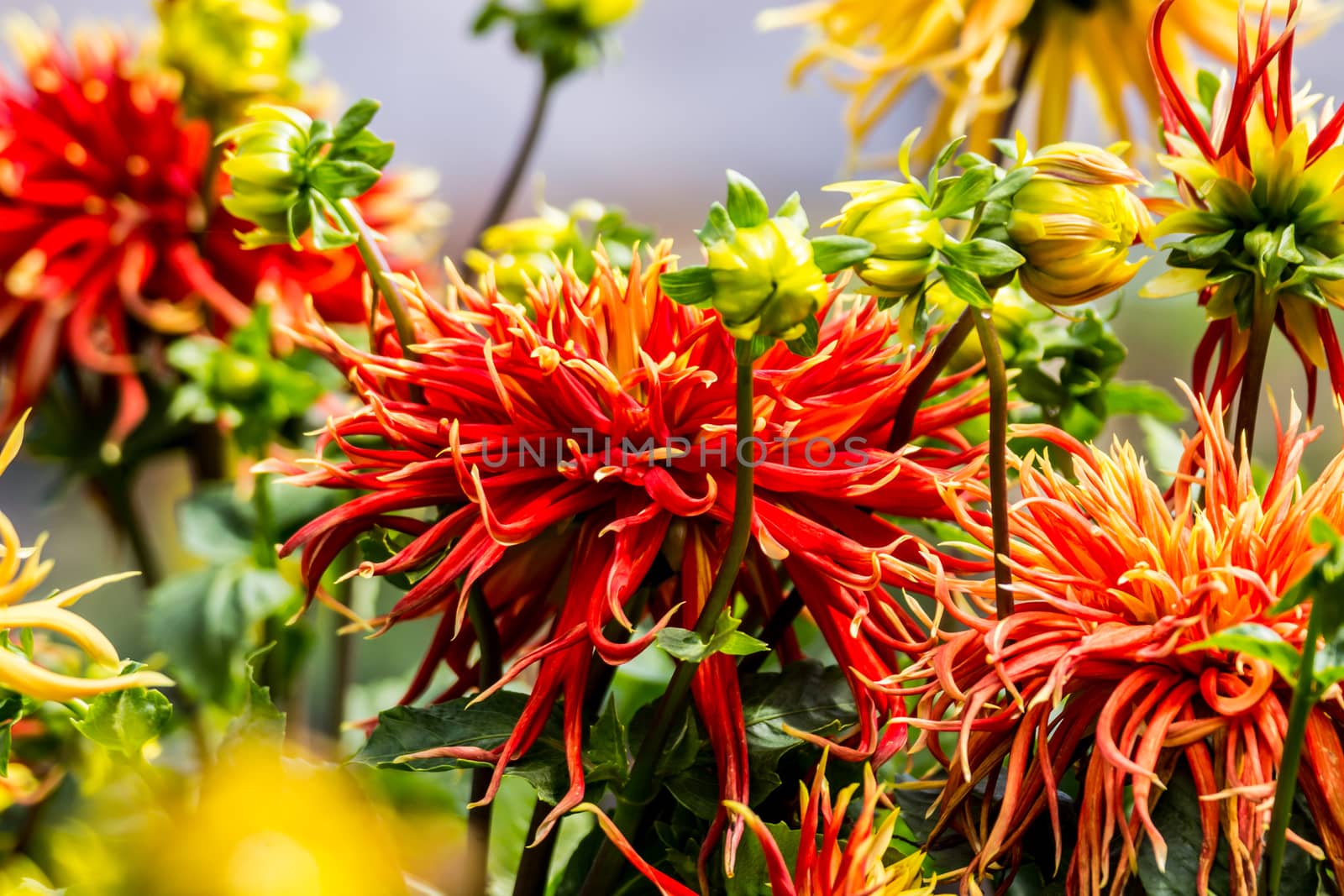 red dahlia flower in tropical garden,Chiangrai,Thailand