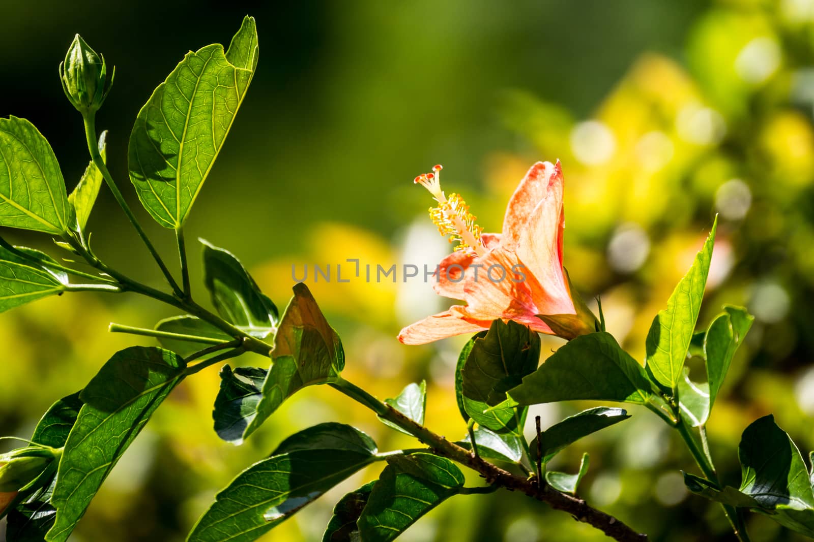 orange Chinese rose flower in tropical garden,Chiangrai,Thailand