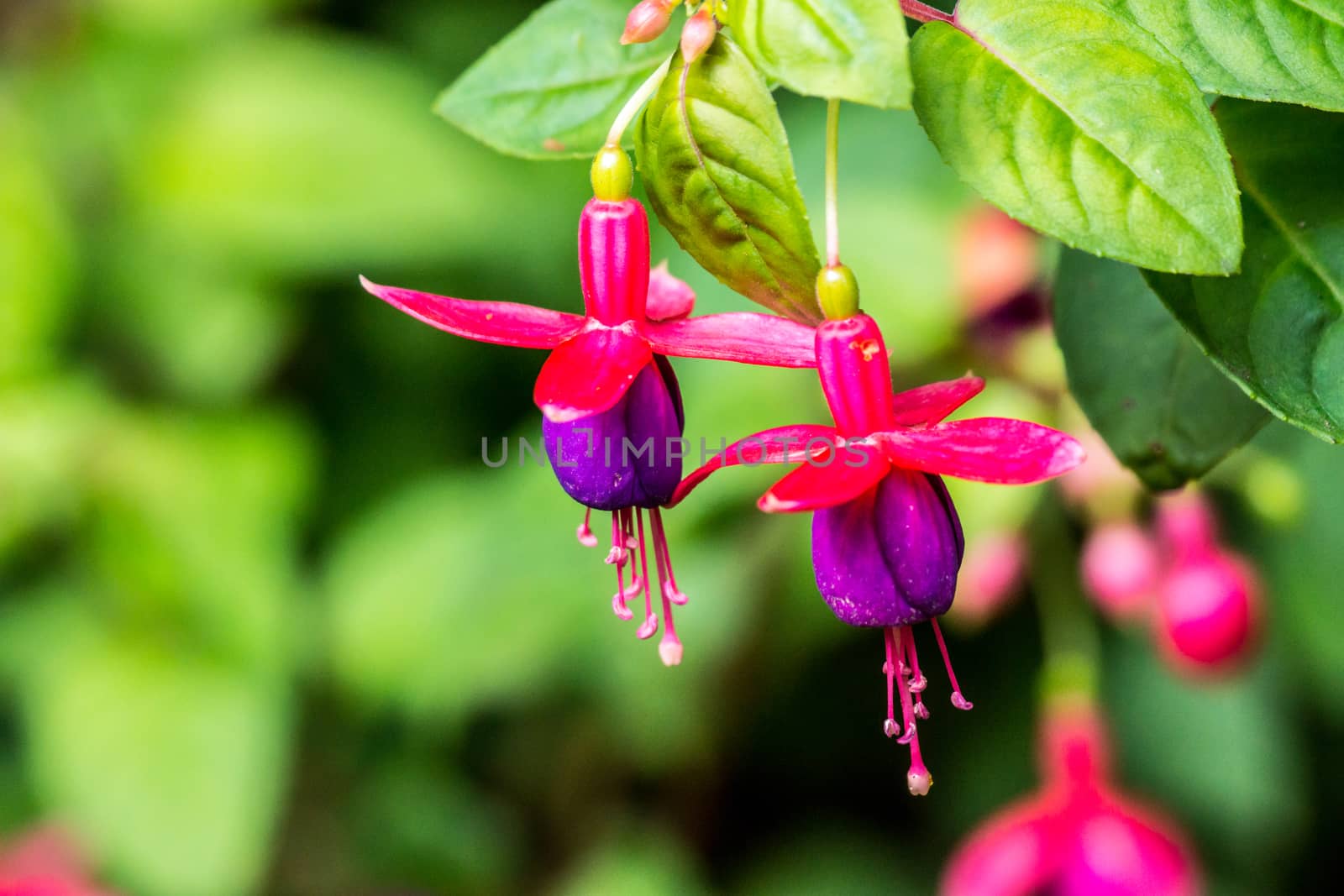 red fuchsia flower at tropical garden,Chiangrai,Thailand,shallow focus