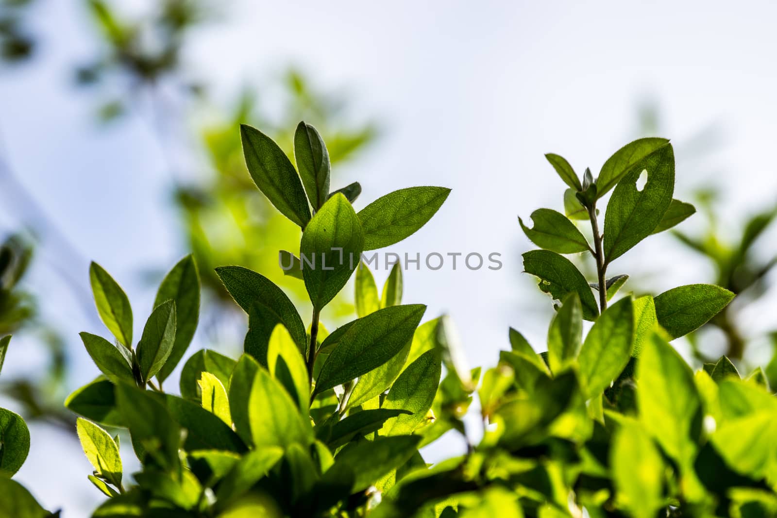 tree branch and leaves in nature scene,shallow focus