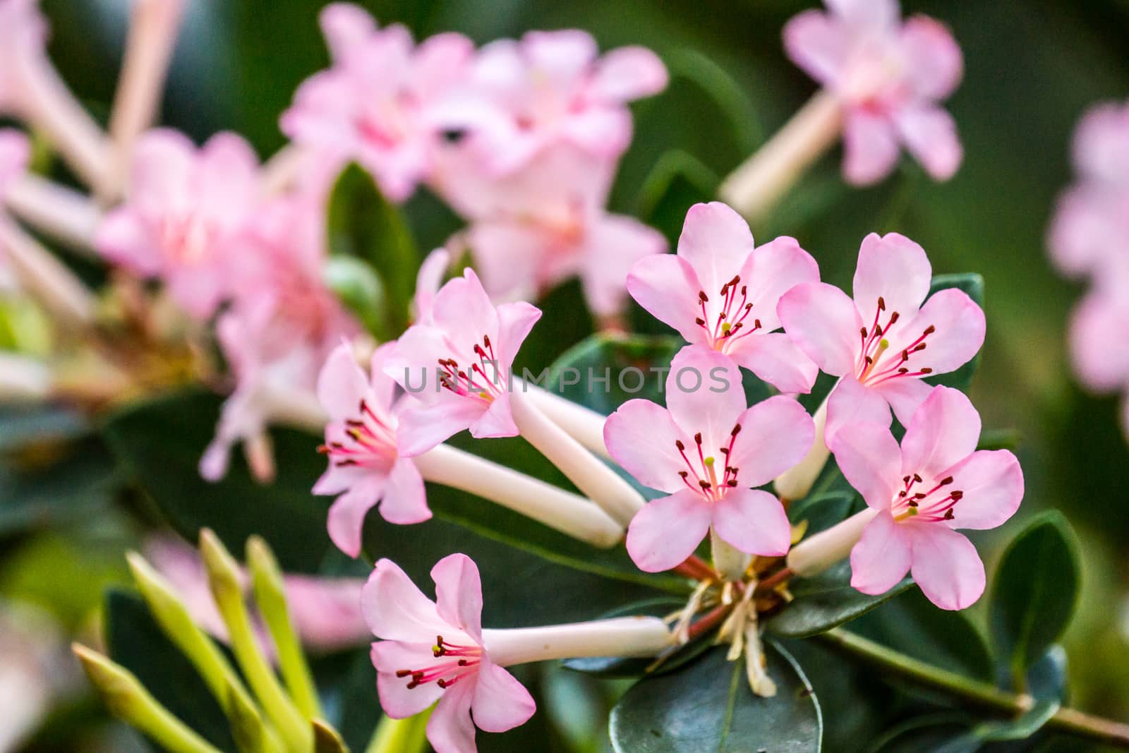 small pink flower ,shallow focus