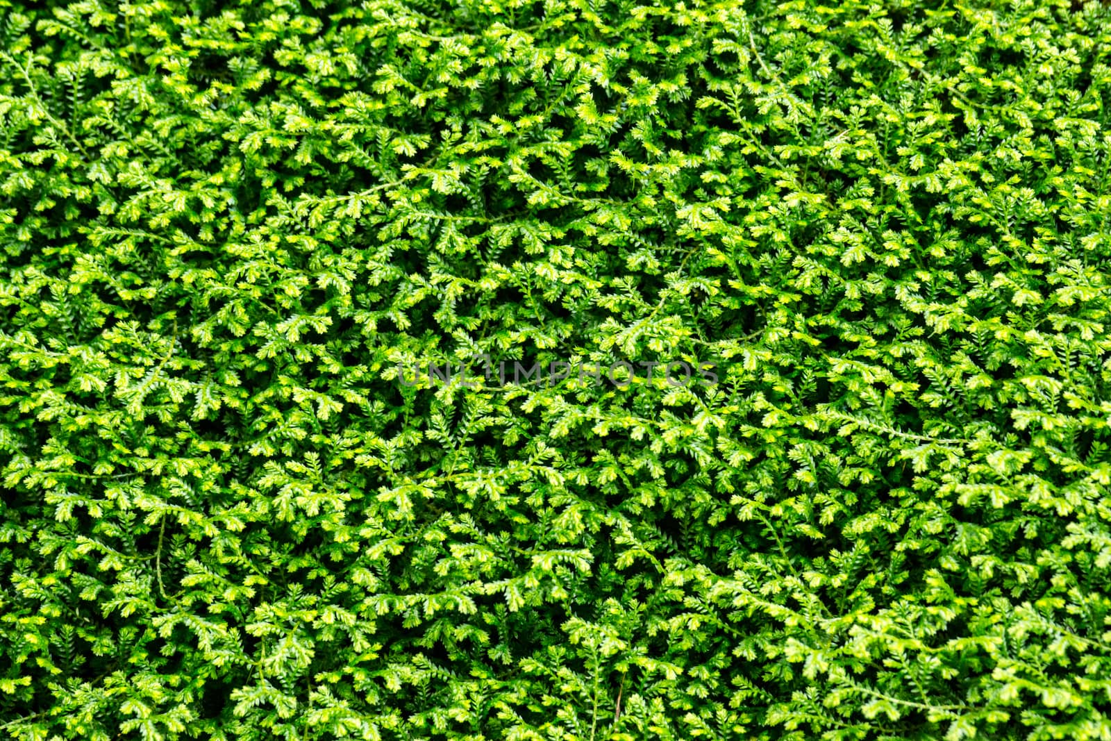 fern branch and leaves in nature scene,shallow focus