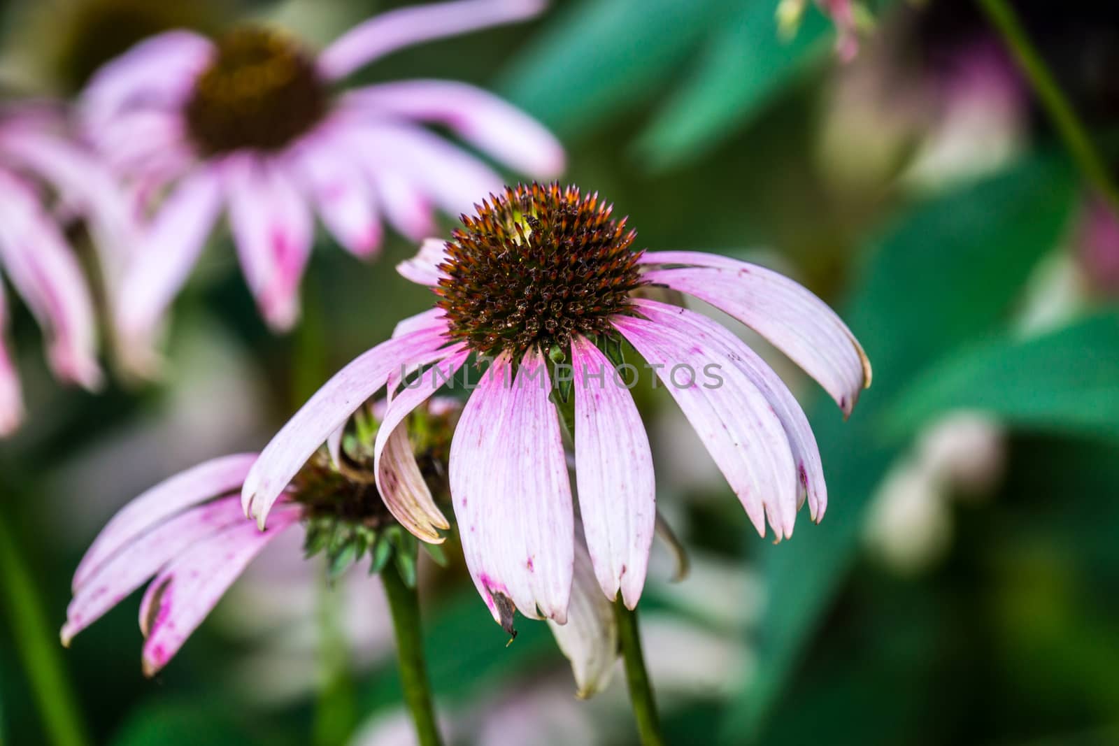 small pink flower ,shallow focus