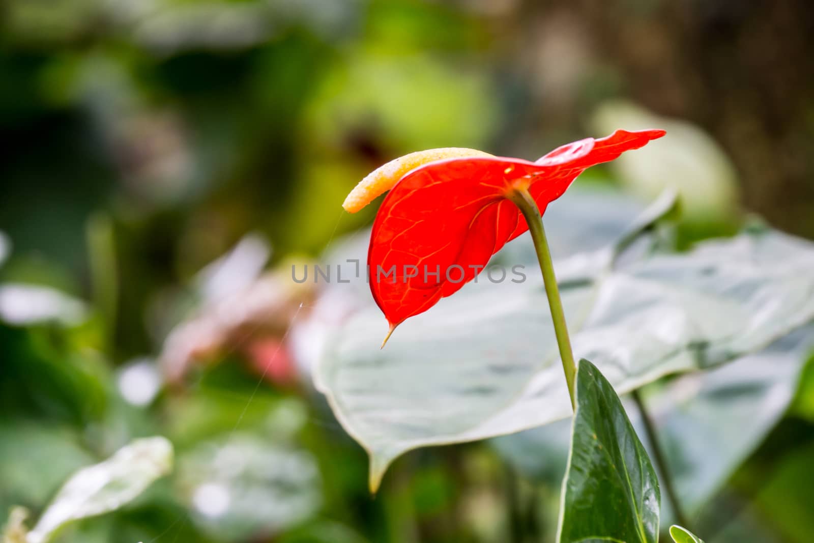 red boy flower in tropical garden,Chiangrai,Thailand